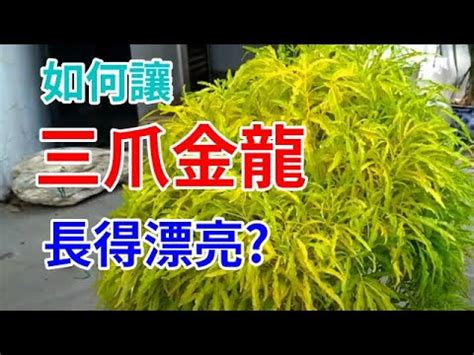 三爪金龍風水|【三爪金龍照顧】揭秘三爪金龍的照護指南，讓你的綠。